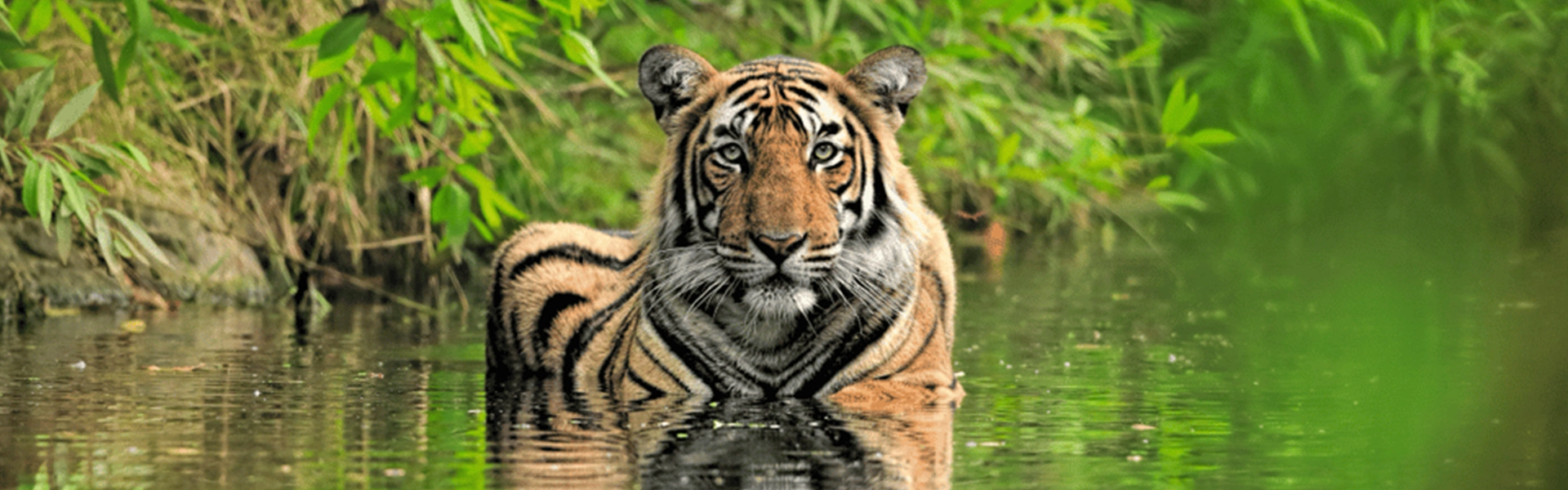 Ranthambore